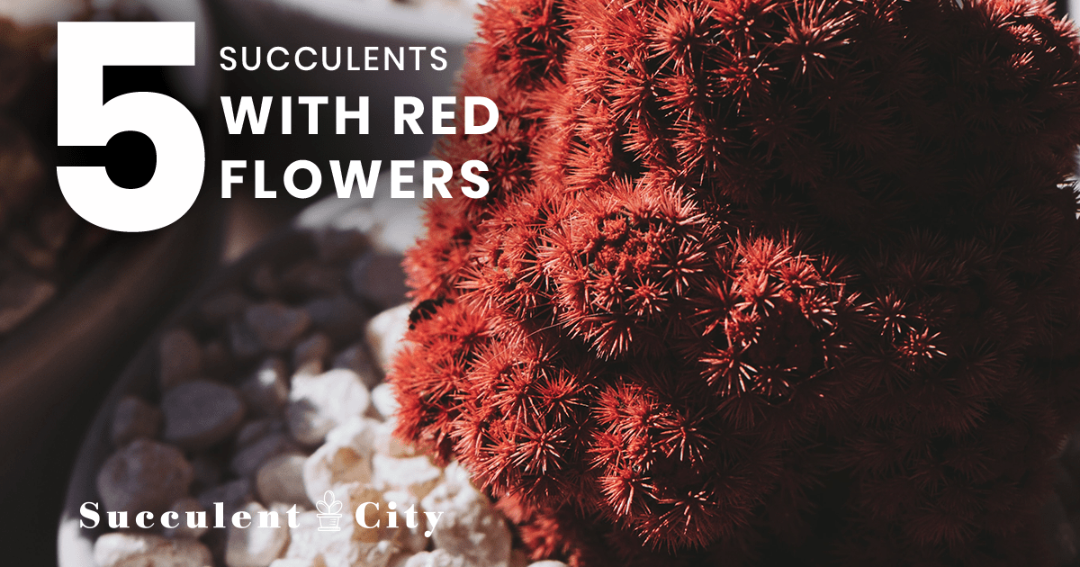 5 hermosas suculentas con flores rojas