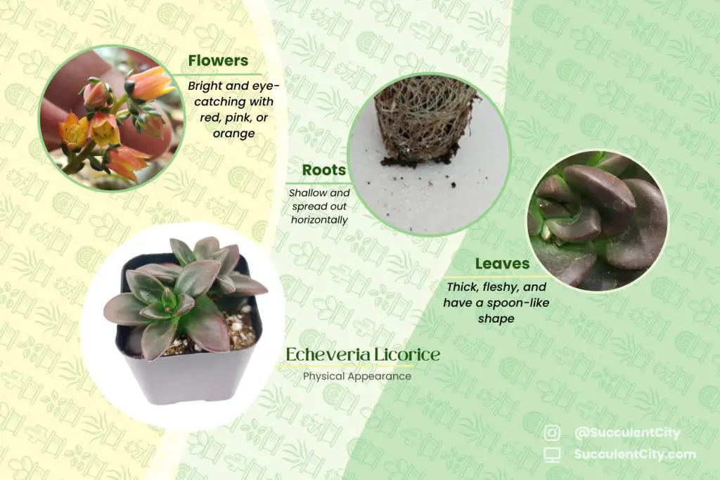 regaliz echeveria regaliz echeveria
