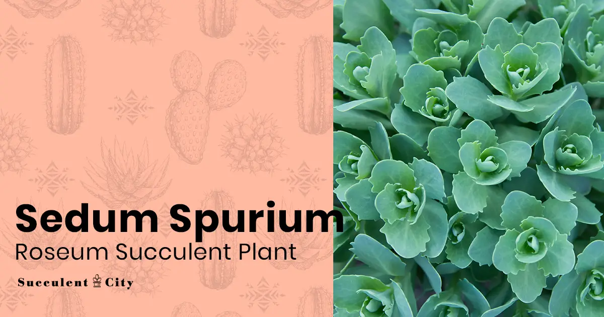 El cultivo de piedra de dos hileras 'Sedum Spurium' El cultivo de piedra de dos hileras 'Sedum Spurium'