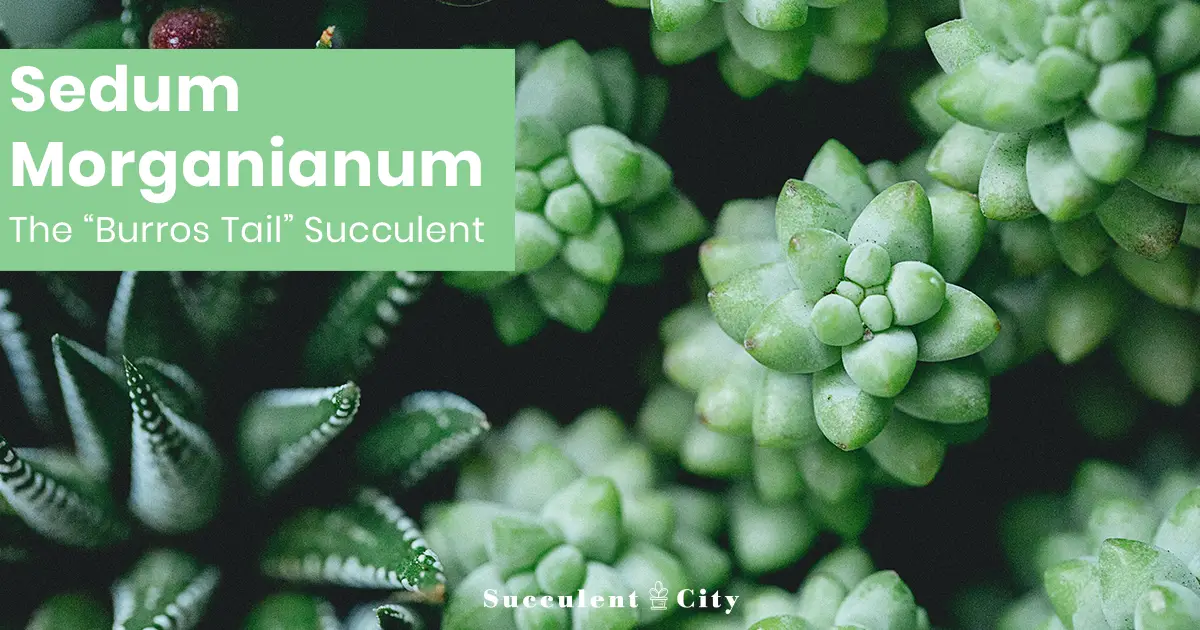 La suculenta cola de burro 'Sedum Morganianum'