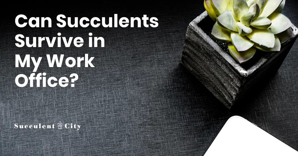 ¿Se pueden cultivar suculentas en espacios de oficina? Algunas suculentas adecuadas para la oficina ¿Se pueden cultivar suculentas en espacios de oficina? Algunas suculentas adecuadas para la oficina