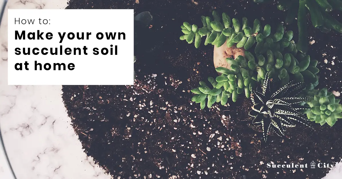 Haga su piso suculento perfecto (una guía detallada de bricolaje y preguntas frecuentes)