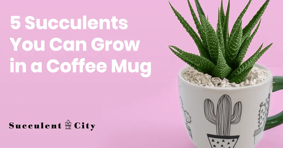 5 ideas para suculentas en tazas de café: reutiliza tus tazas sabiamente