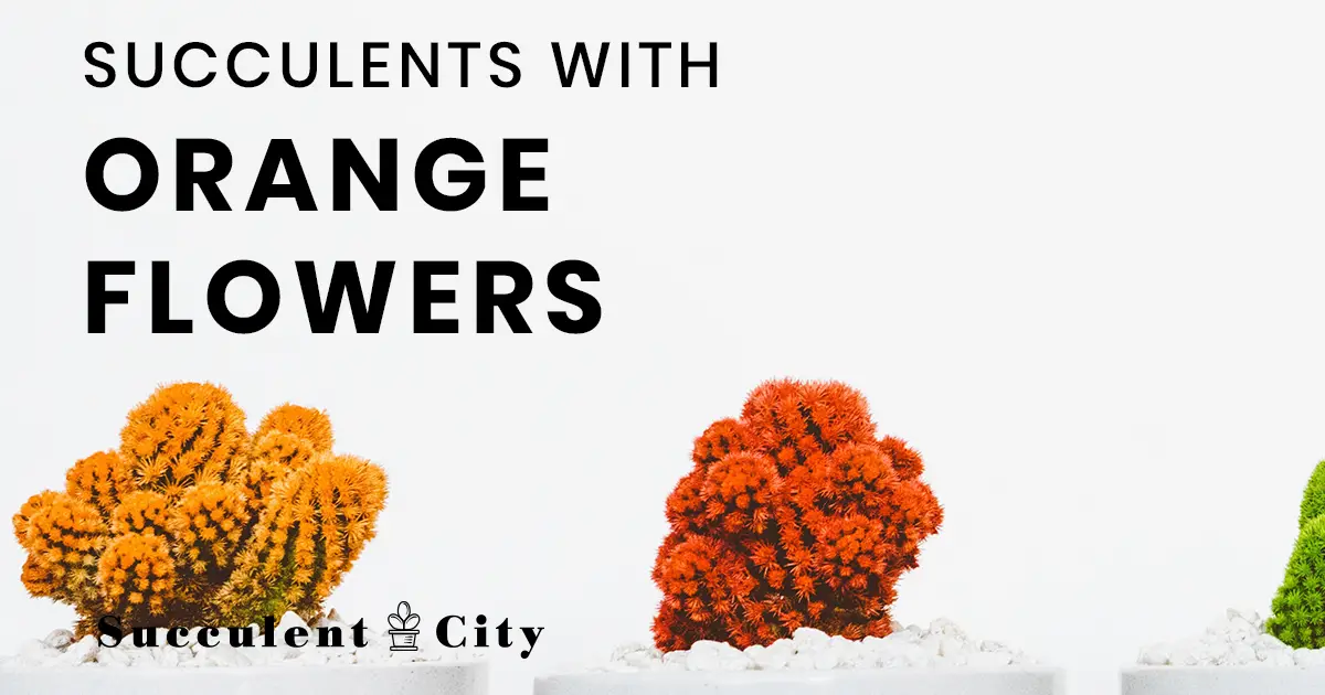 Lo que sé sobre las suculentas con flores de naranja. Lo que sé sobre las suculentas con flores de naranja.