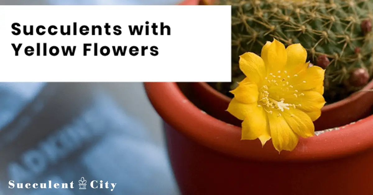 Suculentas con flores amarillas que quizás quieras tener Suculentas con flores amarillas que quizás quieras tener