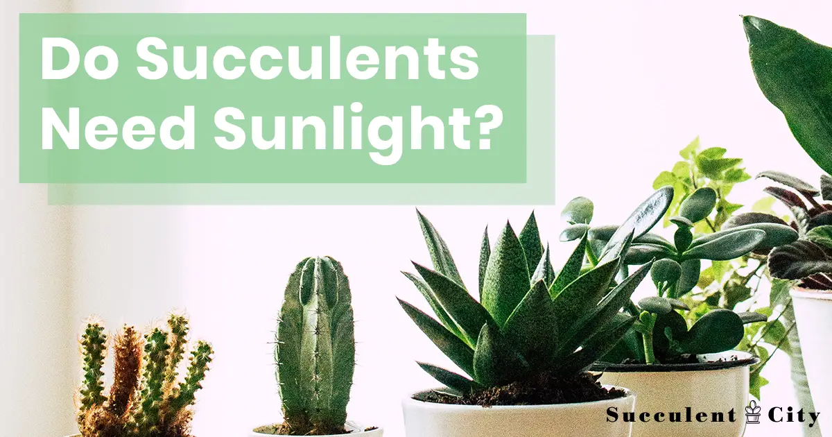 ¿Las suculentas necesitan luz solar? ¿Cuánta luz solar necesitan las suculentas? ¿Las suculentas necesitan luz solar? ¿Cuánta luz solar necesitan las suculentas?