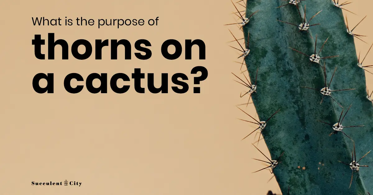 ¿Por qué un cactus tiene espinas?