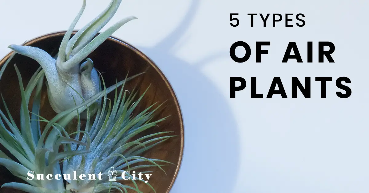 Una colección de 56 plantas aéreas sobre una ciudad suculenta. Una colección de 56 plantas aéreas sobre una ciudad suculenta.