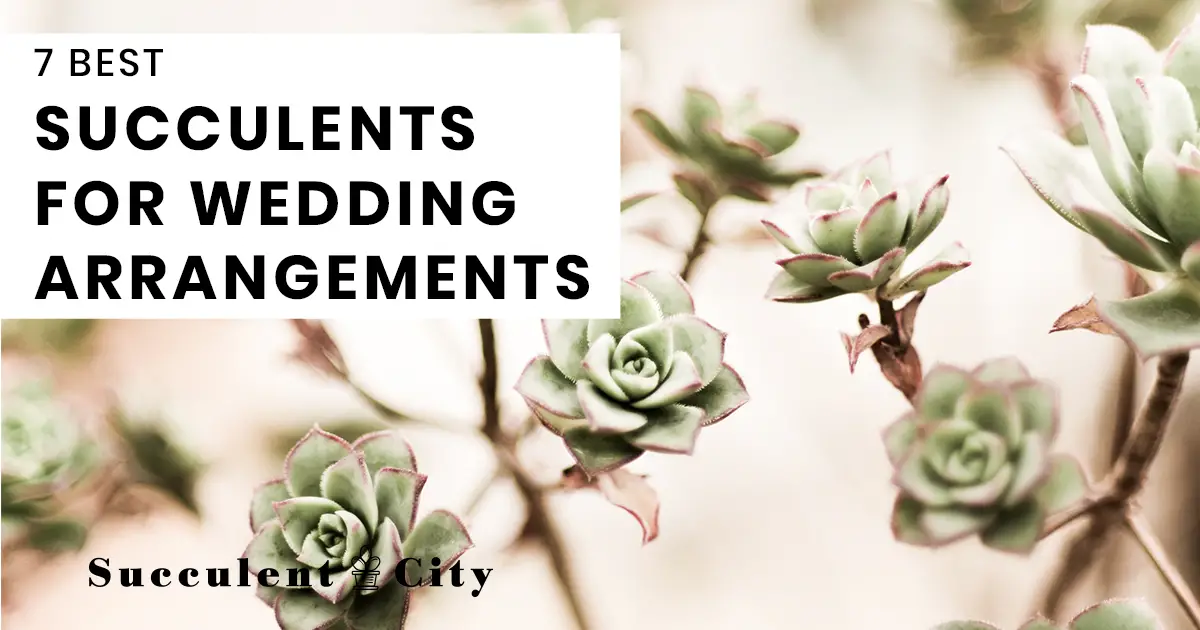 7 suculentas de boda que considerarás para esta ocasión especial 7 suculentas de boda que considerarás para esta ocasión especial
