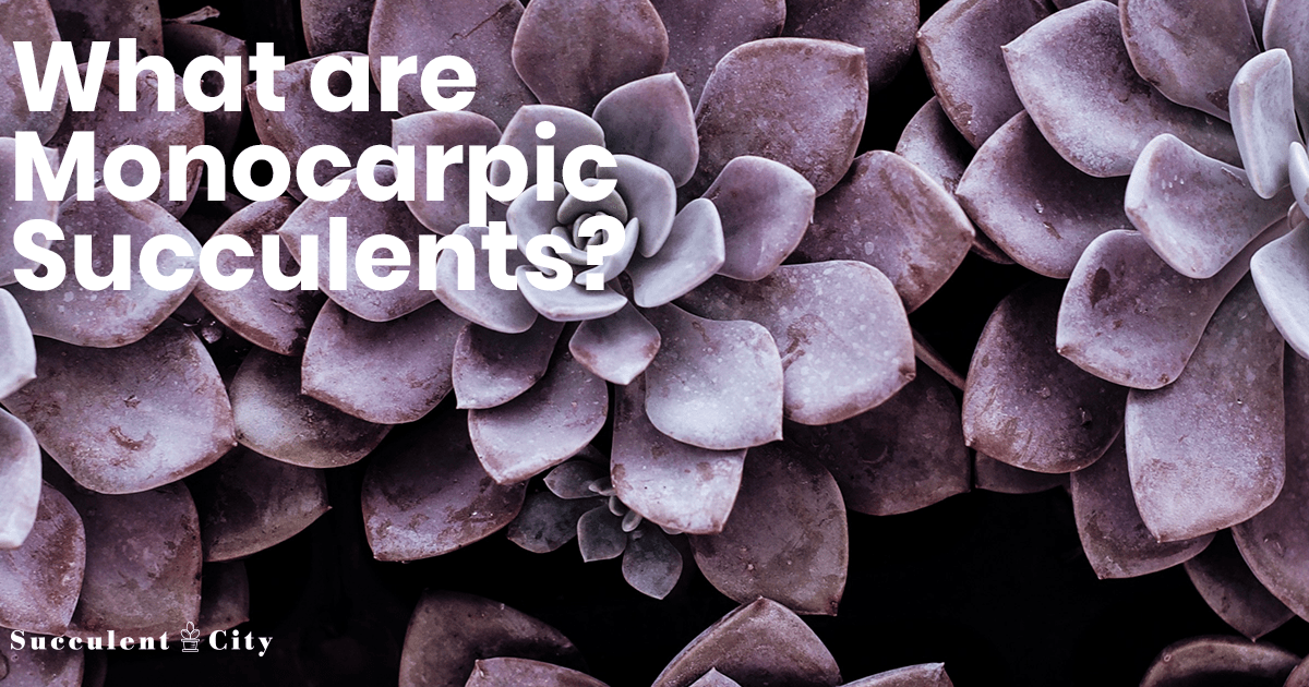 Aprenda todo sobre las suculentas monocárpicas: ¿Qué es una floración mortal en una suculenta?