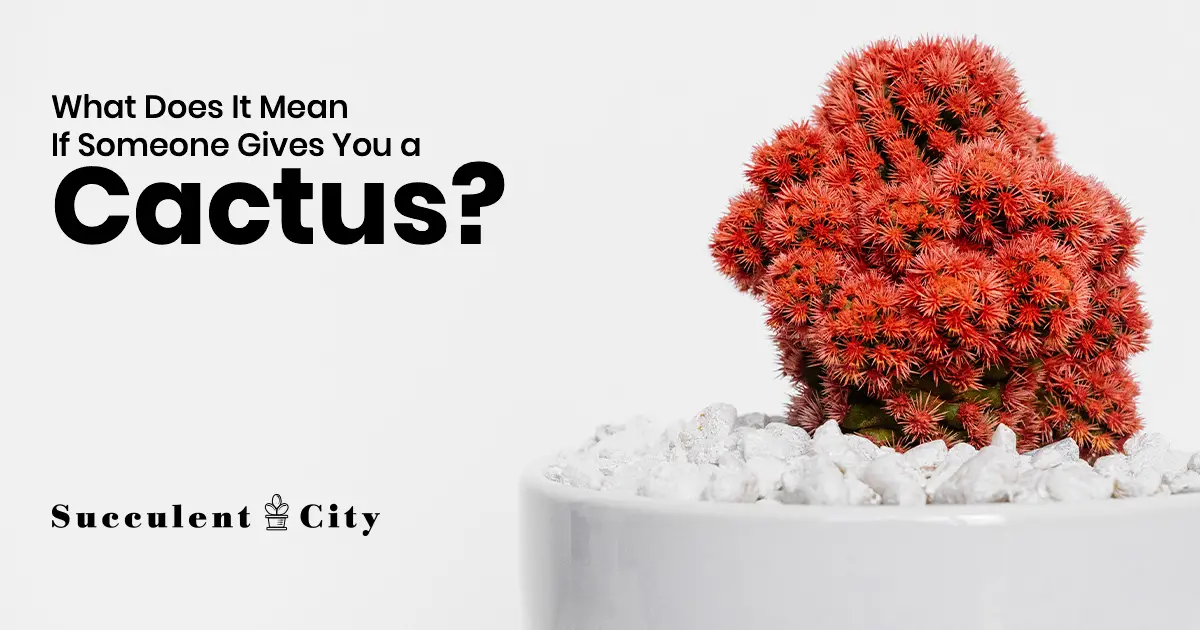 ¿Qué significa cuando alguien te regala un cactus?