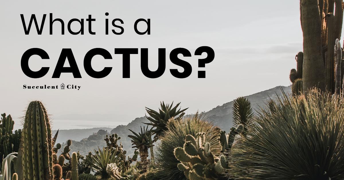 ¿Qué es una planta de cactus?