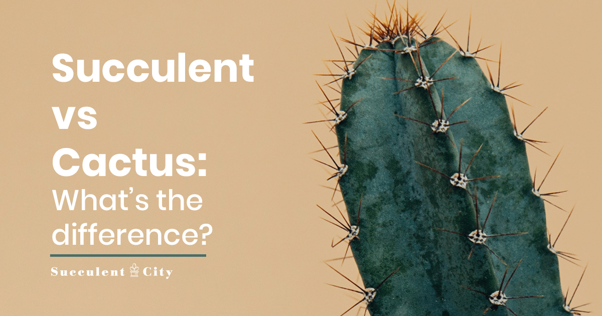 ¿Es un cactus una suculenta? – La diferencia entre cactus y suculentas.