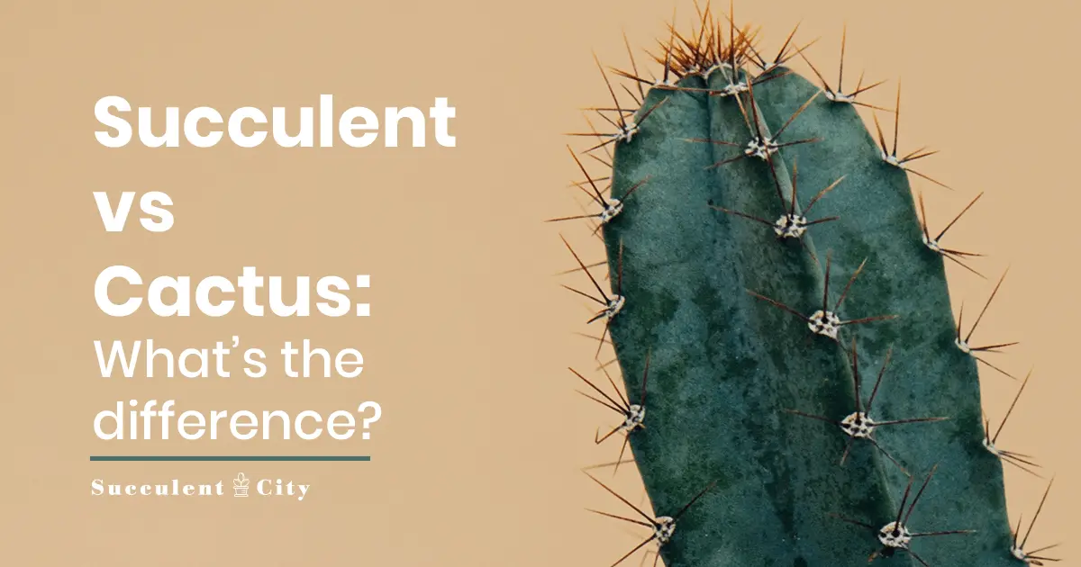 ¿Es un cactus una suculenta? – La diferencia entre cactus y suculentas. ¿Es un cactus una suculenta? – La diferencia entre cactus y suculentas.