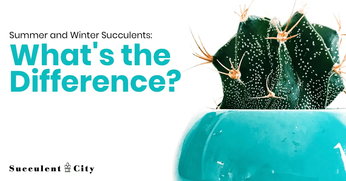 Suculentas típicas latentes en verano que no debes perderte