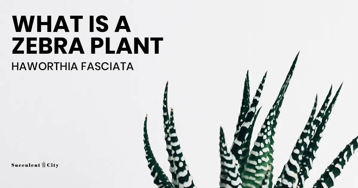 La pequeña cebra Haworthia 'Haworthiopsis fasciata' (anteriormente 'Haworthia Fasciata')