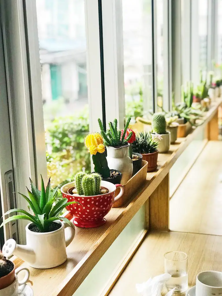 ¿Cómo saber qué suculentas se pueden plantar juntas? ¿Cómo saber qué suculentas se pueden plantar juntas?