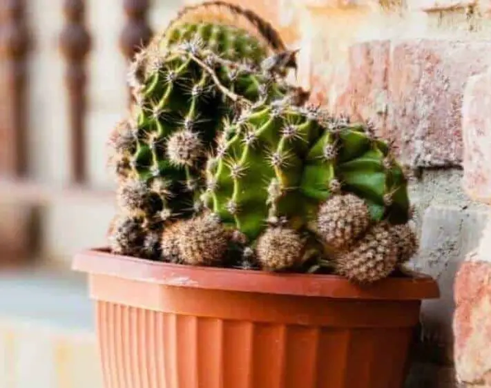 ¿Cómo se ve un cactus sumergido? & Como lidiar con ¿Cómo se ve un cactus sumergido? & Como lidiar con