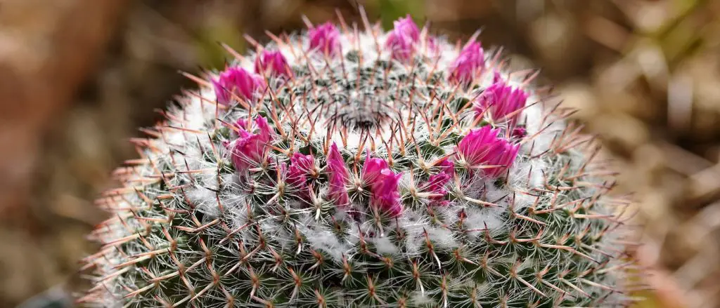 ¿Cuándo florecen los cactus? ¿Cuánto duran las flores de los cactus?