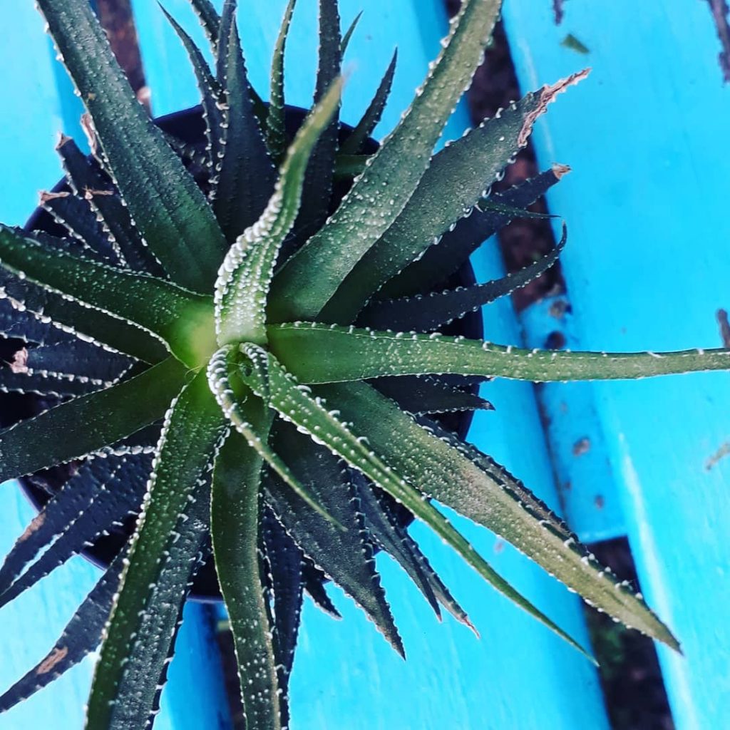 ¿Es el aloe vera una suculenta?