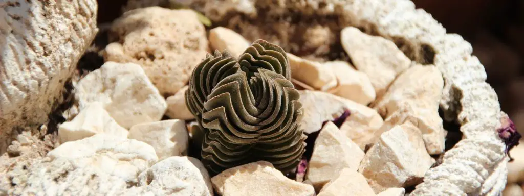 ¿Plantar suculentas en rocas al 100%?!? ¿Plantar suculentas en rocas al 100%?!?