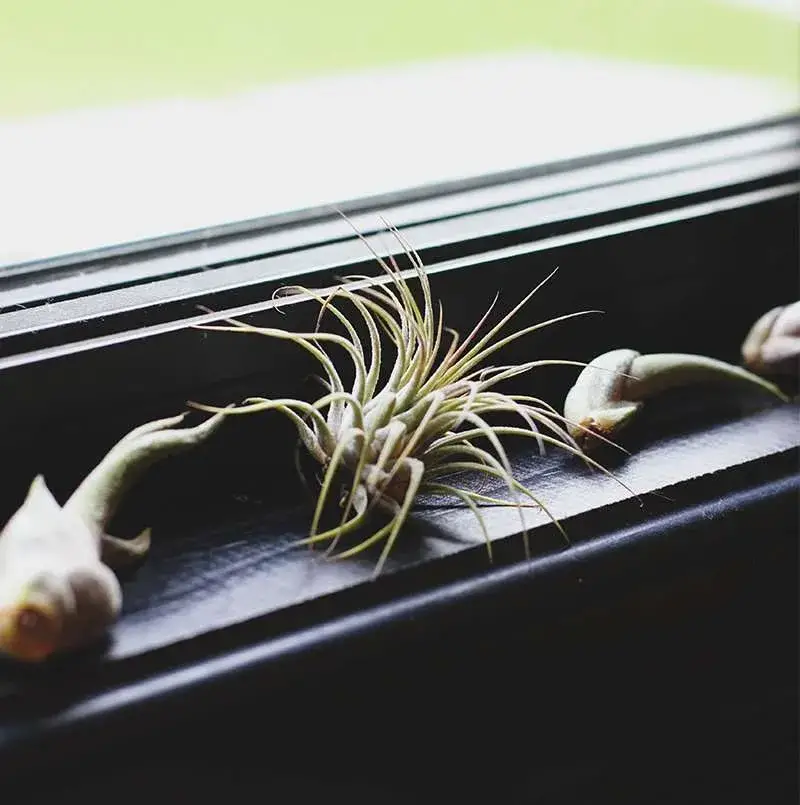 ¿Por qué mis plantas aéreas se vuelven marrones? (detección y solución) ¿Por qué mis plantas aéreas se vuelven marrones? (detección y solución)