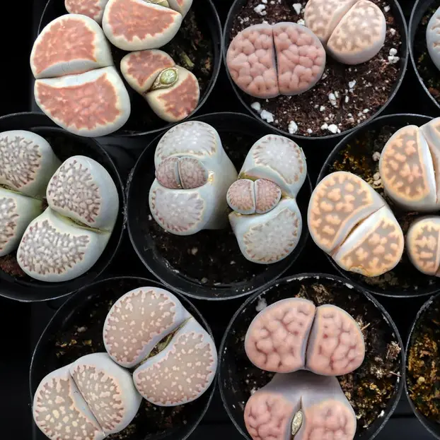 ¿Qué es un lithop? Cómo cuidar a los Lithops