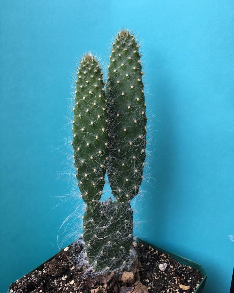 ¿Qué es una planta de cactus?