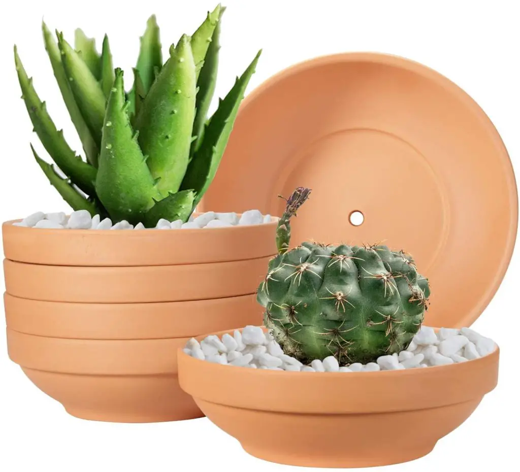¿Qué plantas en una maceta poco profunda? Las 3 mejores macetas poco profundas para suculentas ¿Qué plantas en una maceta poco profunda? Las 3 mejores macetas poco profundas para suculentas