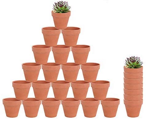 ¿Qué plantas en una maceta poco profunda? Las 3 mejores macetas poco profundas para suculentas ¿Qué plantas en una maceta poco profunda? Las 3 mejores macetas poco profundas para suculentas