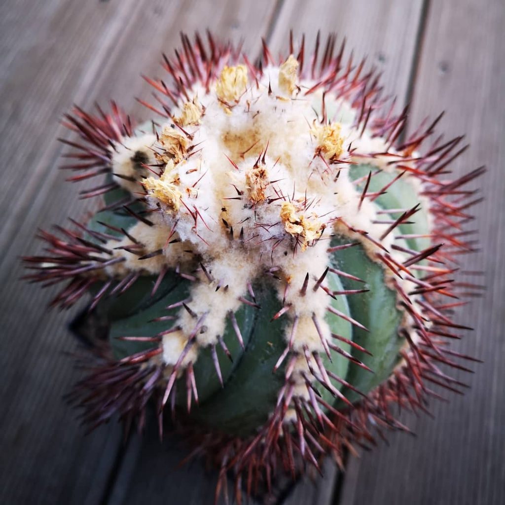 ¿Qué significa cuando alguien te regala un cactus? ¿Qué significa cuando alguien te regala un cactus?