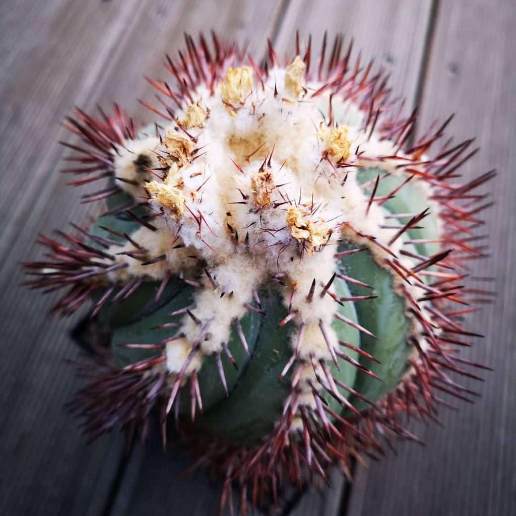 ¿Qué significa cuando alguien te regala un cactus?