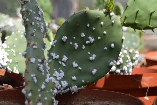 ¿Qué son las manchas blancas en mis cactus?