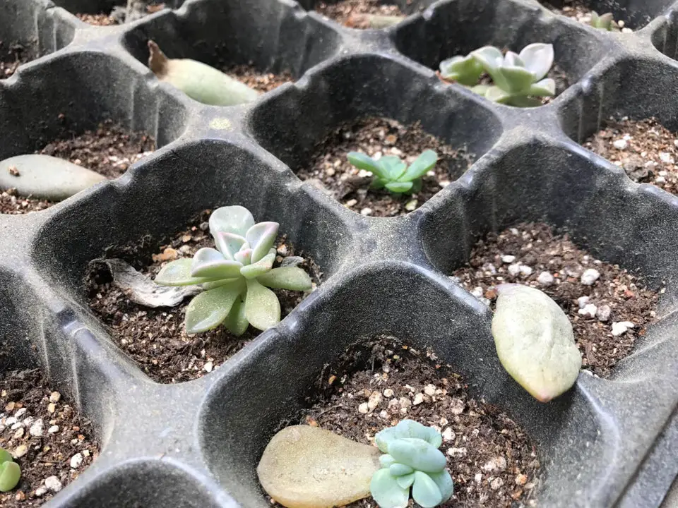 ¿Qué tan cerca puedes plantar suculentas? ¿Qué tan cerca puedes plantar suculentas?