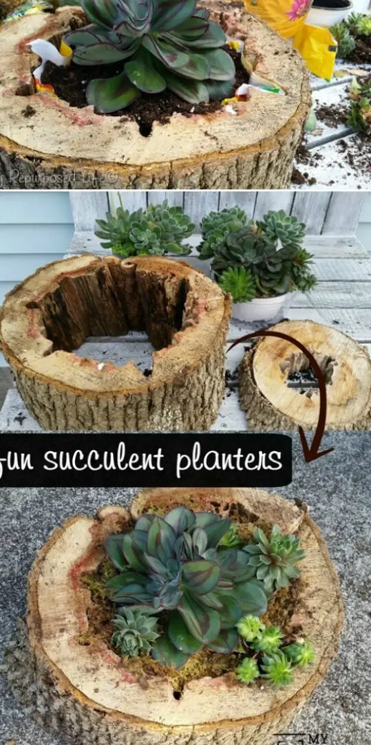 30 cautivadores jardines de suculentas en el patio trasero que puedes hacer tú mismo fácilmente - DIY...