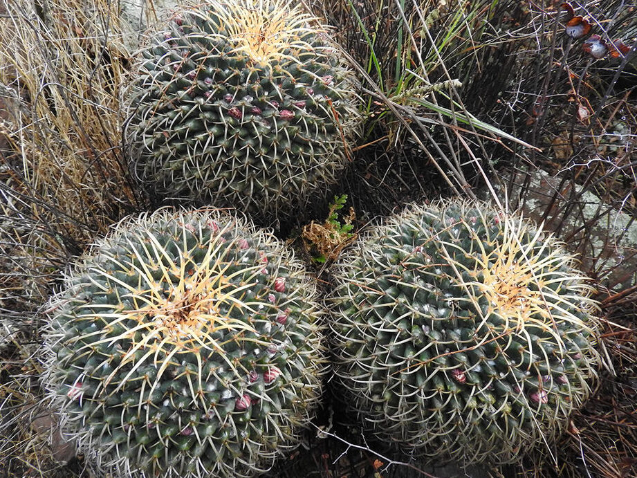 Mammillaria magnimamma (Cactus alfiletero mexicano) - Mundo de ...