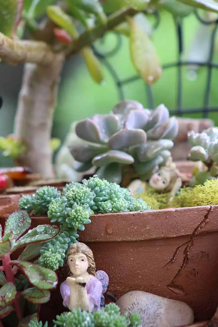 Cómo crear un jardín de hadas suculentas |