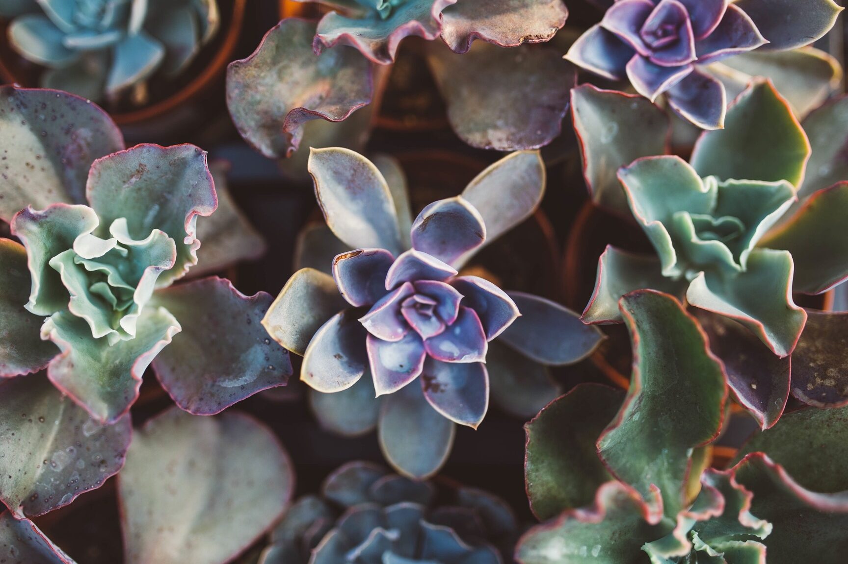 Cómo cuidar las suculentas y los cactus en invierno |