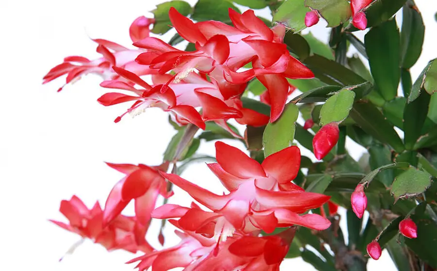 Dammann's Garden Company - SOLUCIÓN DE PROBLEMAS DE CACTUS DE NAVIDAD COMUNES ...