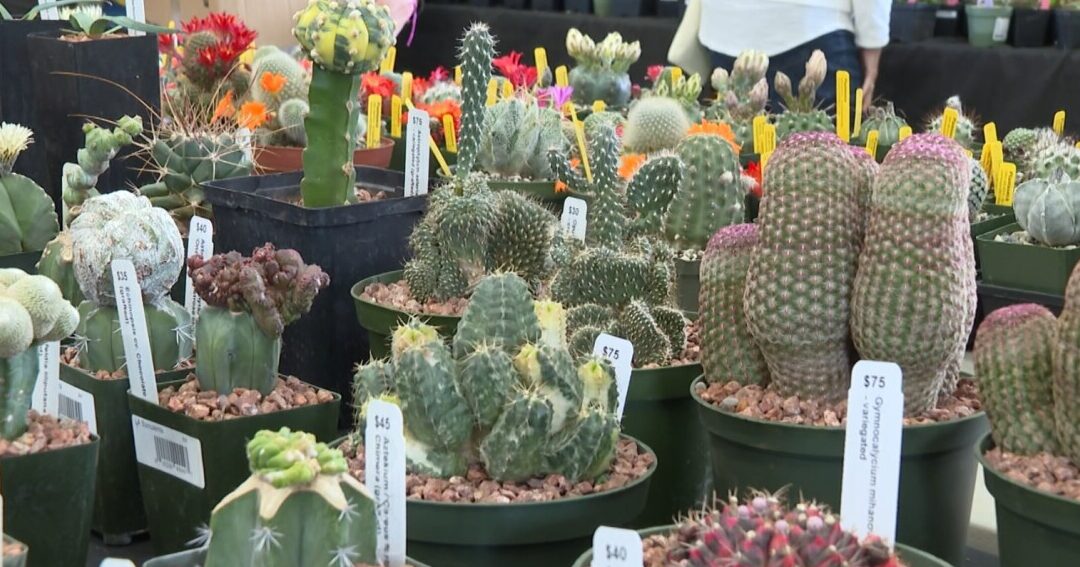 Los amantes de las plantas se regocijaron este fin de semana con los cactus y suculentas...