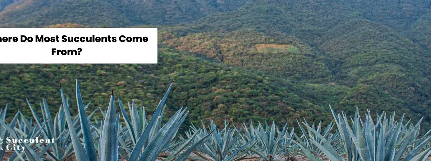 ¿De dónde provienen la mayoría de las suculentas?