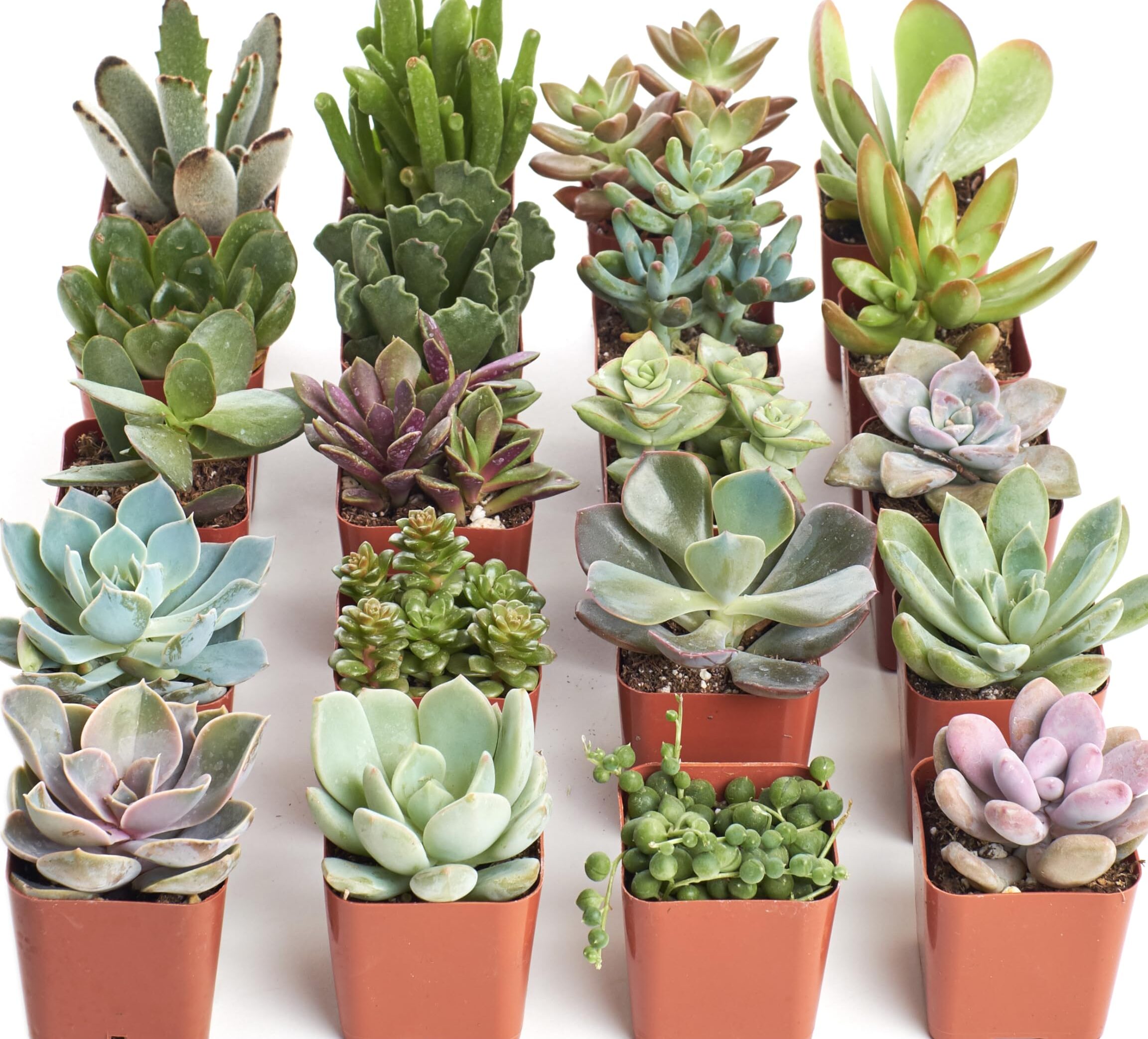 Compre suculentas Colección a granel de paquete único de plantas suculentas: miniplantas suculentas vivas, bajo mantenimiento, colores y texturas excepcionales: bodas y ...