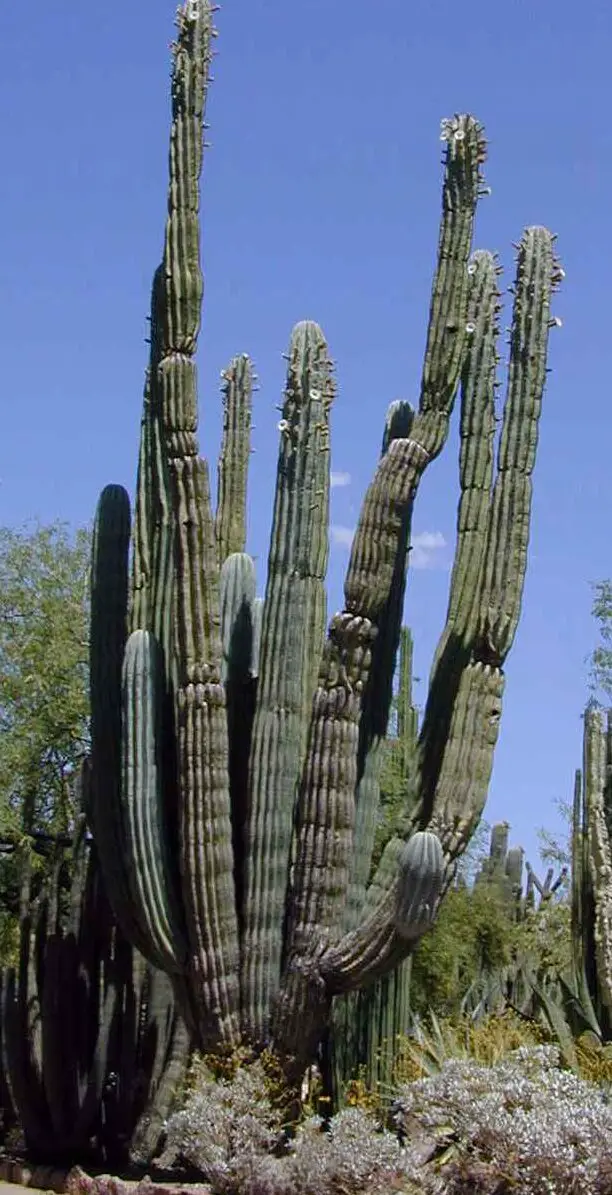 El cactus cardón 'Pachycereus Pringlei' Cardón, Cactus Elefante, Cactus Gigante Mexicano (Pachycereus pringlei)