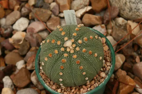 Cactus estrella / Centro para la conservación de plantas
