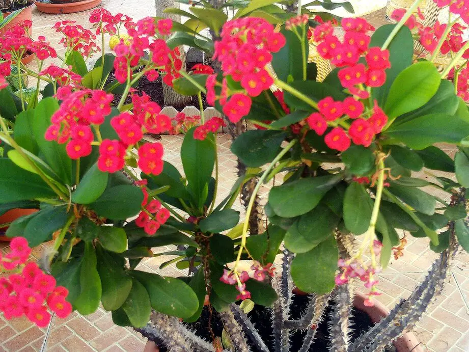 Euphorbia milii (Planta de Cristo, Espina de Cristo, Corona de Espinas...