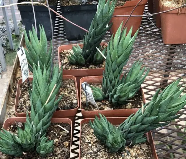 Haworthiopsis coarctata |