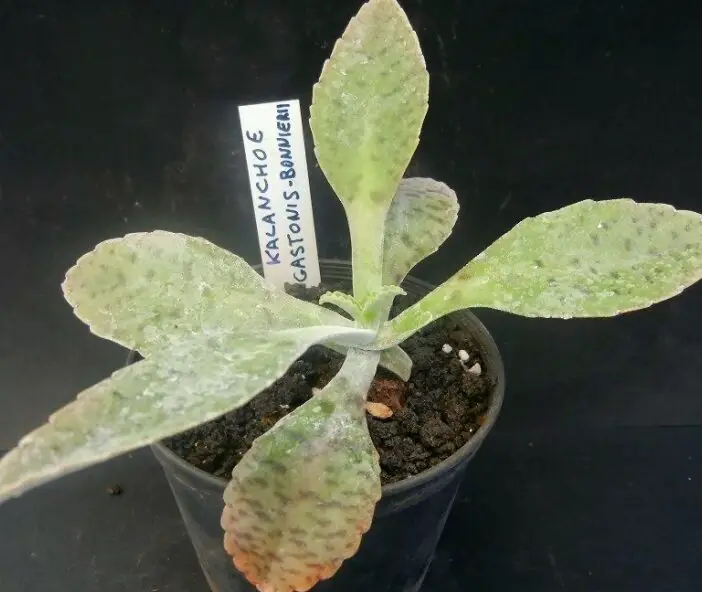 Bryophyllum gastonis bonnieri