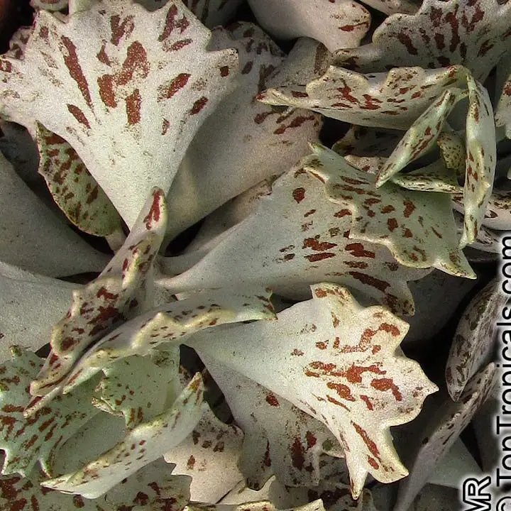 Kalanchoe Rhombopilosa (suculenta 'Pies From Heaven') |