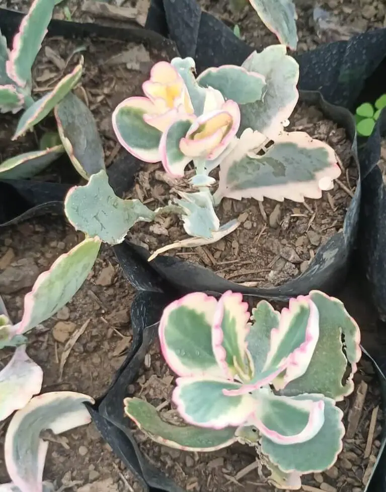 La emoción de la viuda de leche 'Kalanchoe Laxiflora' Emoción de la viuda lechosa (Kalanchoe laxiflora) en los Kalanchoes...