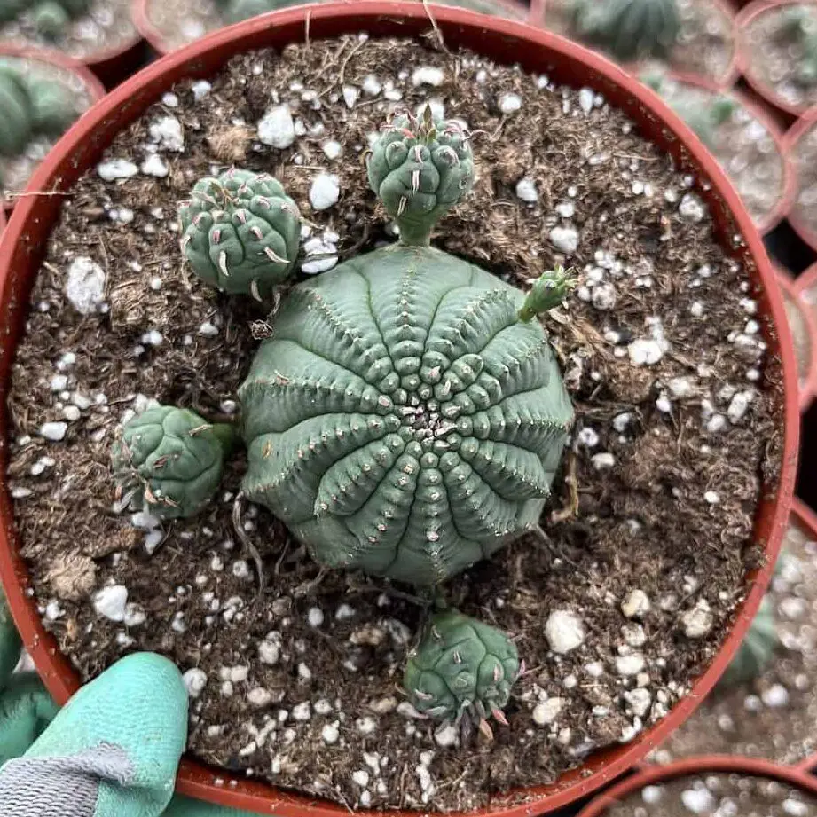La singular “planta de béisbol” Euphorbia Obesa Euphorbia obesa híbrido (planta de béisbol) |